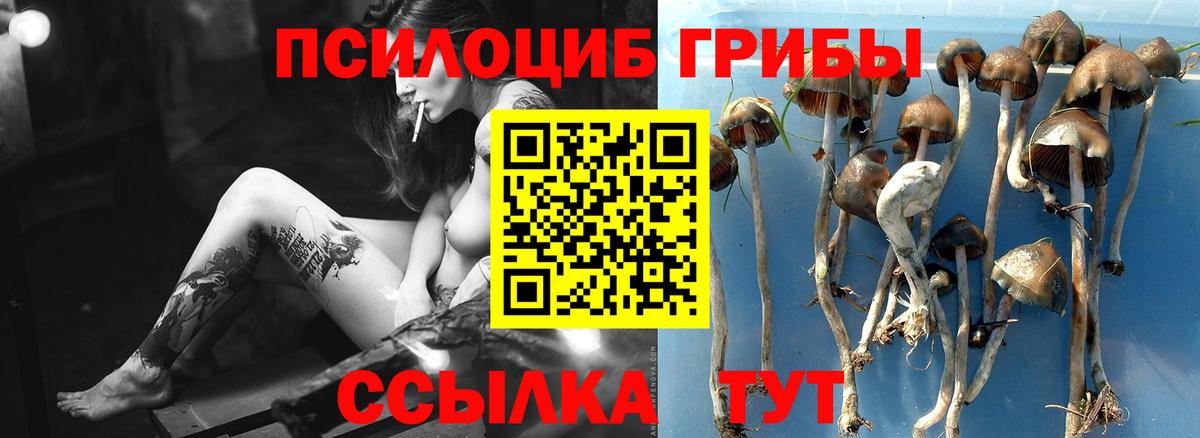 Кунгур  Псилоцибиновые грибы Psilocybine cubensis  Вход с VPN  Галлюциногенные грибы ЛСД 